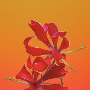 Meet your Posher, Alaina